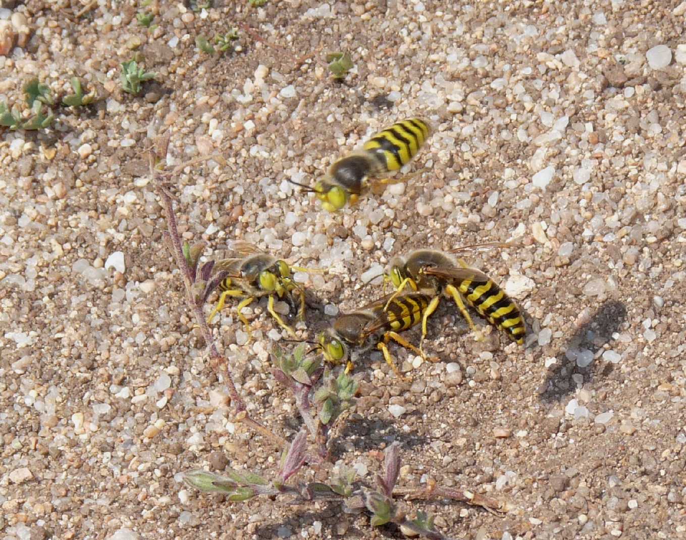 Corteggiamenti di gruppo: Bembix rostrata (Crabronidae)